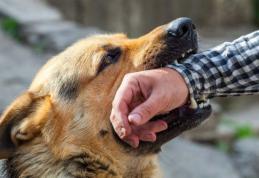 Cum trebuie să procedezi atunci când te mușcă un animal