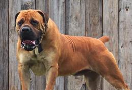 Taxă pentru stăpânii de câini. Asigurarea anuală e obligatorie