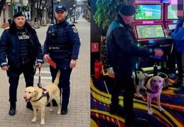 Acțiune a Biroului de Siguranță Școlară cu sprijinul unui echipaj canin a Poliției de Frontieră