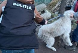 Acțiune a polițiștilor privind protecția animalelor și deținerea câinilor periculoși sau agresivi