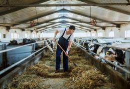 Veste bună pentru crescătorii de animale din România! Se majorează subvenția APIA pentru vacile de lapte