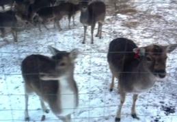 Cerbi lopătari din Suedia cumpărați de oameni de afaceri botoșăneni