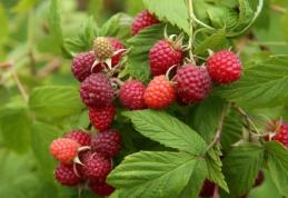 Fructul care reduce reproducerea celulelor canceroase