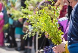 Care este simbolul salciei dată de Florii la biserică și ce întrebuințări practice are