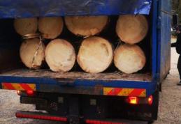 Botoșani: Acțiunile pentru prevenirea și combaterea tăierilor ilegale de arbori continuă