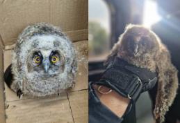 Pui de bufniță căzut din cuib salvat de jandarmii botoșăneni