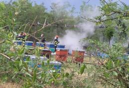 O platformă apicolă cu 20 de stupi a luat foc după ce a fost lovită de trăsnet - FOTO