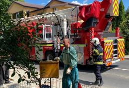 Un roi de albine a provocat neliniștea locuitorilor de pe o stradă din Botoșani