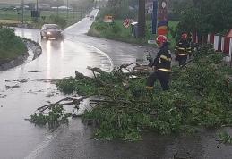 Copaci și cabluri electrice rupte de vânt în urma fenomenelor meteo din județ - FOTO