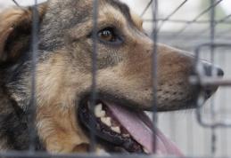 Primim la redacție – Crește numărul de câini fără stăpân și iluminatul public stradal este deficitar