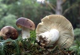Cinci copii au ajuns la spital după ce au mâncat ciuperci otrăvitoare culese din pădure, în Botoşani