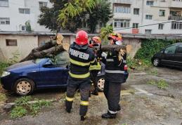 Mașini avariate de copaci căzuți după furtuna de ieri în Botoșani - FOTO