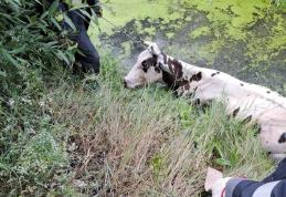Vacă salvată de pompieri după ce a căzut într-un râu