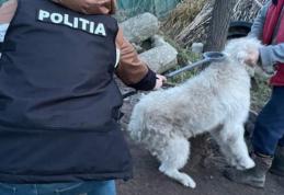 Deținătorii și proprietarii de câini periculoși sau agresivi, verificați de polițiști