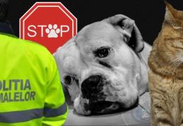 29 de amenzi aplicate în primele 6 luni ale anului, de polițiștii din cadrul biroului pentru protecția animalelor 