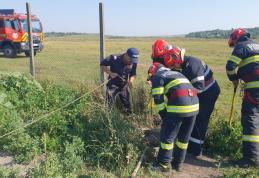 Taur rămas captiv într-o fântână salvat de pompieri - FOTO