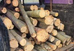 Amendă de 2.000 de lei și material lemnos confiscat