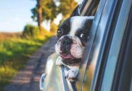 Amenzi usturătoare pentru șoferii care transportă cu mașina animale de companie. Ce riscă dacă nu respectă această regulă  