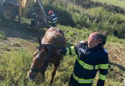 Cal căzut în râul Jijia, salvat de pompieri