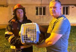 Pisică rămasă captivă, după ce stăpânul a murit la spital, salvată de pompieri