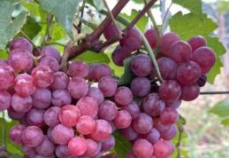 Vând struguri de vin, producție 2024