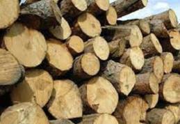 6 metri cubi de material lemnos fără documente legale, confiscat de polițiști la Dorohoi 