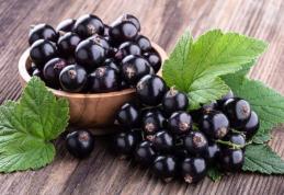 Proprietăți medicinale ale coacăzelor negre