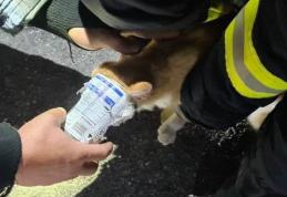 Pisică pofticioasă rămasă blocată într-o conservă. Pompierii au intervenit pentru eliberarea acesteia - FOTO