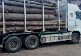 Razie de amploare în orașul Ștefănești. Peste 30 de metri cubi de material lemnos confiscați