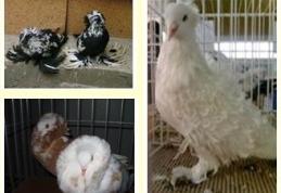 Dorohoi: Astăzi se deschide expoziţia „Columbofilia - tradiţie şi pasiune”, ediţia a X-a