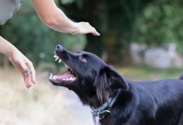 Cum trebuie să procedezi atunci când te mușcă un animal