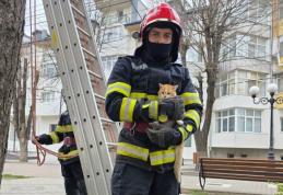 Pisică blocată de două zile într-un copac, salvată de pompieri