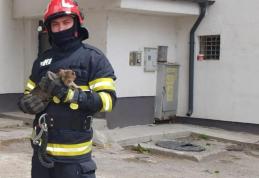 Fugărită de un câine, o pisică s-a refugiat într-un copac înalt de peste opt metri. Pompierii au intervenit