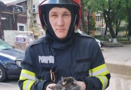 Trei pui de pisică salvați de pompieri din tavanul fals al unei încăperi