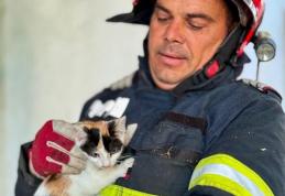 Pui de pisică salvat dintr-un copac înalt de aproximativ 12 metri