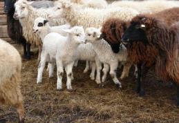 Suspecţi de săvârşirea unor infracţiuni de furt, identificaţi de poliţişti la Pomîrla