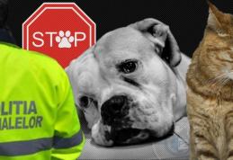 Persoane trimise în judecată pentru schingiuirea și uciderea animalelor