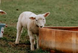 Măsuri care trebuie aplicate de proprietarii de animale în condiții de caniculă