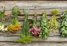 Plante medicinale ușor de găsit care îți curăță corpul de toxine