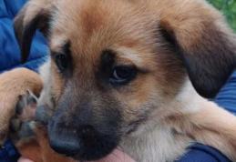 12.000 de lei amendă pentru un bărbat din Ibănești care a abandonat doi cățeluși