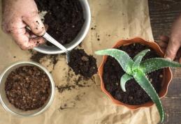 Cum să cultivi aloe vera și cum să o folosești