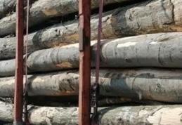 Material lemnos confiscat la Ibănești