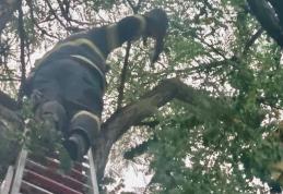 Pisică salvată dintr-un copac de pompierii botoșăneni