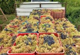 Vând struguri de vin, producție 2025