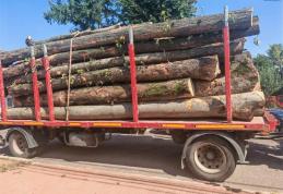 Peste opt metri cubi de material lemnos confiscat și autoutilitară indisponibilizată de către polițiști