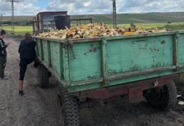 Polițiștii din Vlăsinești au identificat un tractor încărcat cu porumb furat