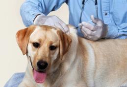 Direcția Sanitar Veterinară Botoșani demarează campania de vaccinare antirabică a câinilor și pisicilor!