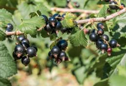 Proprietăți medicinale ale coacăzelor negre
