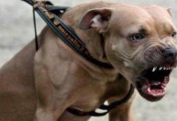 Proprietarul unui câine periculos, sancționat contravențional cu 750 de lei, din cauză că îl plimba prin Dorohoi