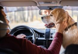 Amenzi drastice pentru șoferi! Transportul animalelor de companie pe locurile din față poate costa mult
